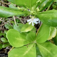Scaevola taccada.manioc marron du bord de mer.goodeniaceae.espèce cultivée.indigène Réunion..jpeg